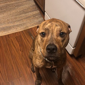 Fundraising Page: Lauren Heagie